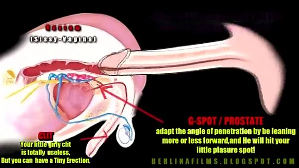 Hot shemale anatomy cool Videos
