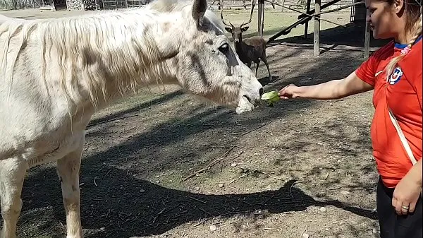 Estaba emocionada de ver el tamaño del pene de un caballo! ¡Quería que mi novio se concentrara así! Paty Butt, El Toro De Orovídeos interesantes